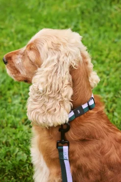 Discount Dog Flat Hundesnor, Udstyr Til Kæledyr