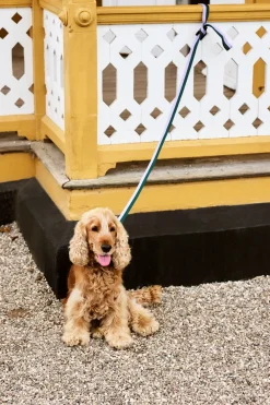 Discount Dog Flat Hundesnor, Udstyr Til Kæledyr