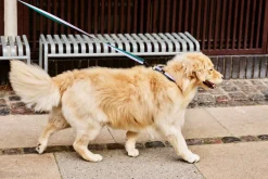 Discount Dog Flat Hundesnor, Udstyr Til Kæledyr