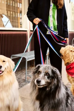 Discount Dog Flat Hundesnor, Udstyr Til Kæledyr