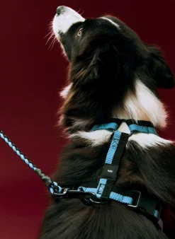 HAY Dog Hundesele,- Udstyr Til Kæledyr