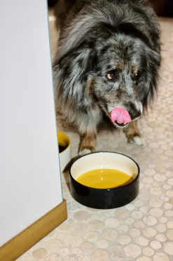 Dog Hundeskål, Udstyr Til Kæledyr