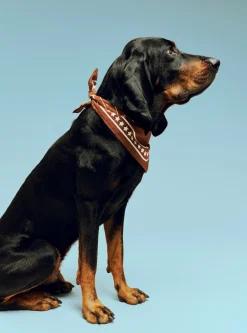 Clearance Dog Hundetørklæde, Udstyr Til Kæledyr